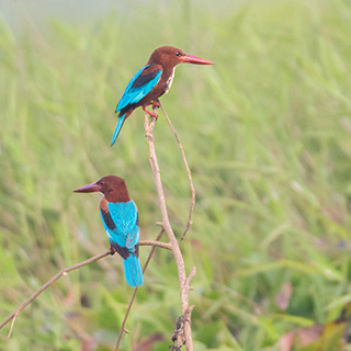 Kumarakom - Smyrna-ijsvogels